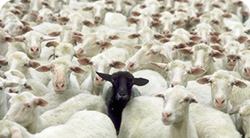 Nonconformity and Free Will
